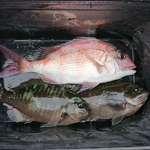 チャリコの釣果