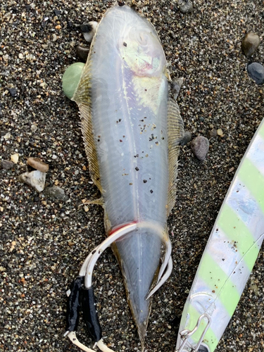 シタビラメの釣果