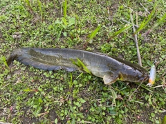 ニホンナマズの釣果