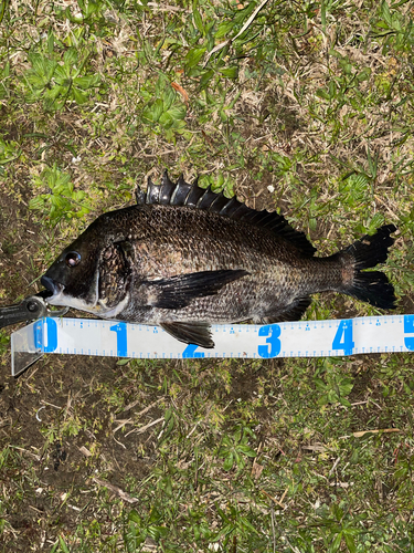 クロダイの釣果