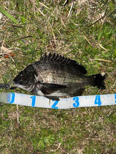 クロダイの釣果