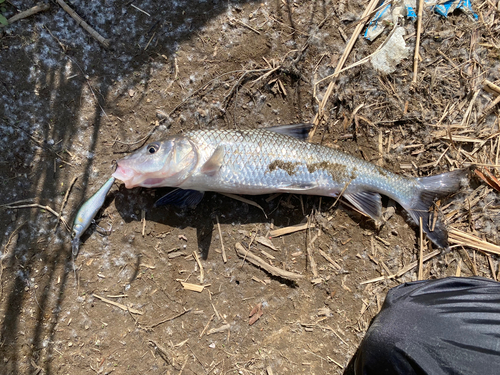 ニゴイの釣果