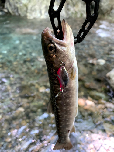 イワナの釣果