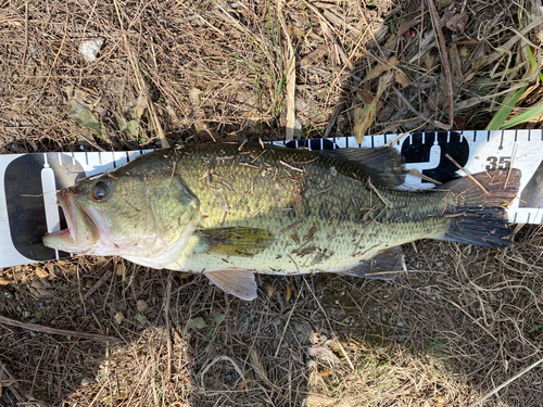 ブラックバスの釣果