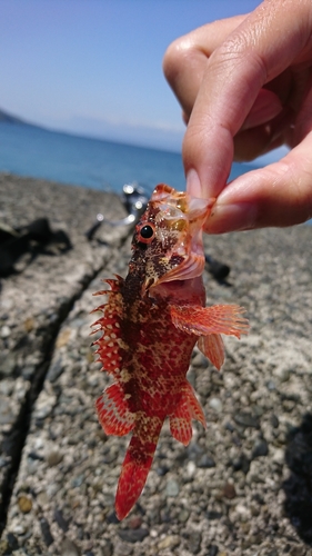 イソカサゴの釣果