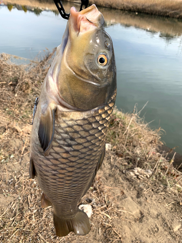 コイの釣果