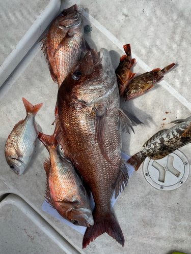 マダイの釣果