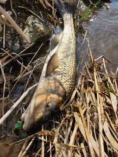 ニゴイの釣果