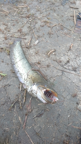 ナマズの釣果