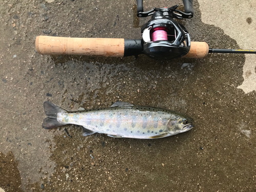 ヤマメの釣果