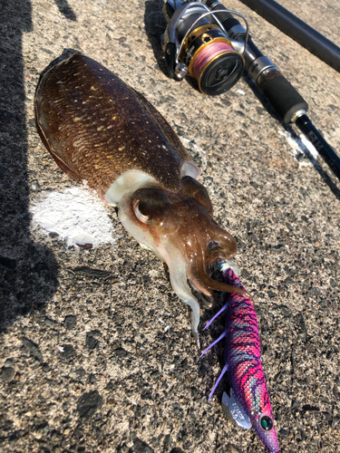 コウイカの釣果