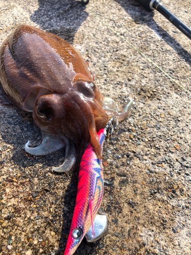 コウイカの釣果