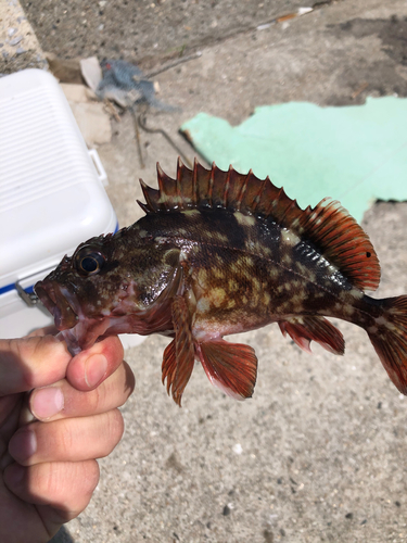 カサゴの釣果