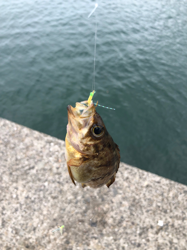 アカメバルの釣果