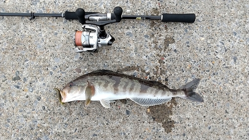 ホッケの釣果