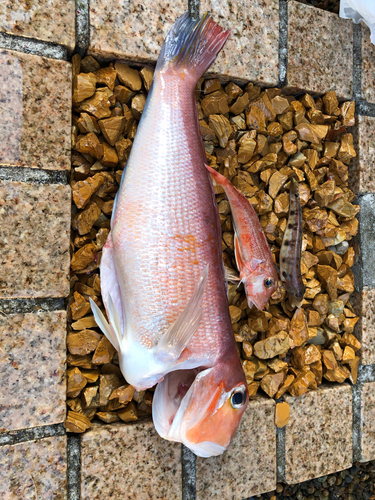 アマダイの釣果