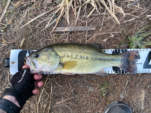 ブラックバスの釣果