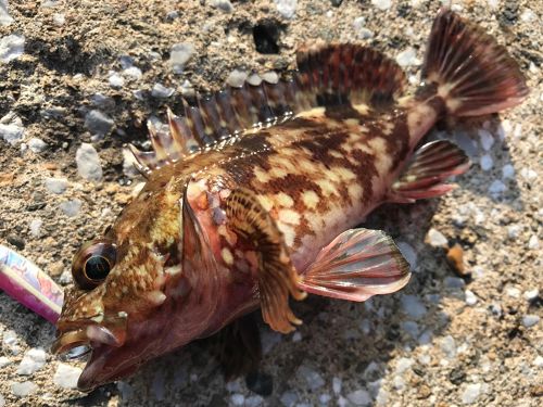 カサゴの釣果