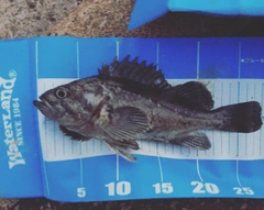 クロソイの釣果