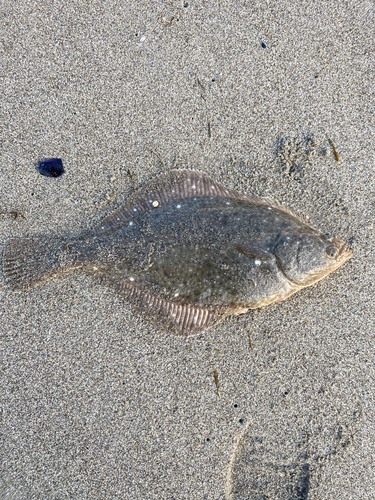 カレイの釣果