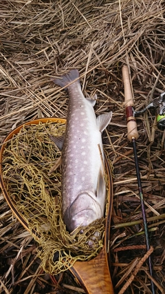 アメマスの釣果