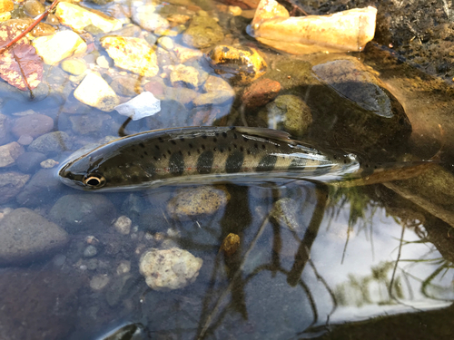 アマゴの釣果