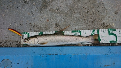 アメマスの釣果