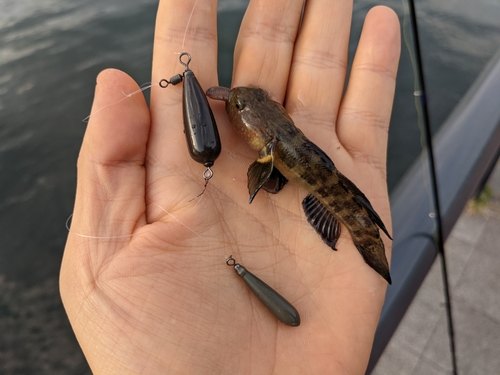 チチブの釣果