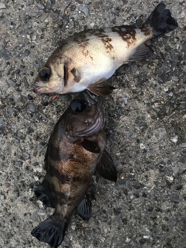 メバルの釣果