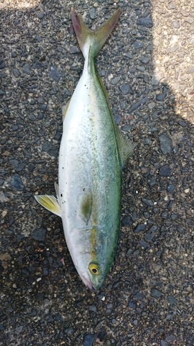 イナダの釣果