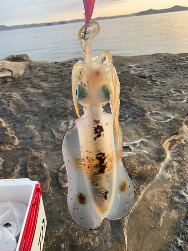 アオリイカの釣果