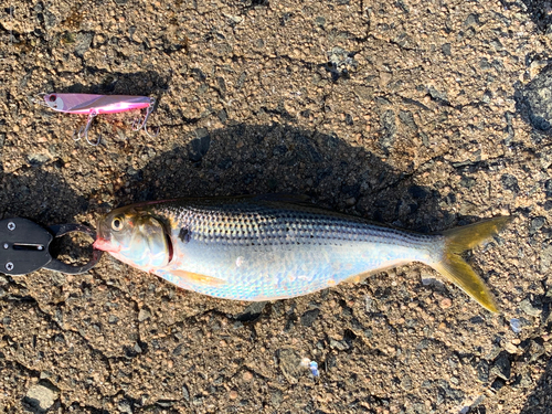 コノシロの釣果