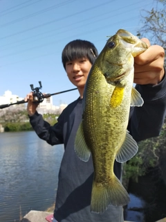 ラージマウスバスの釣果