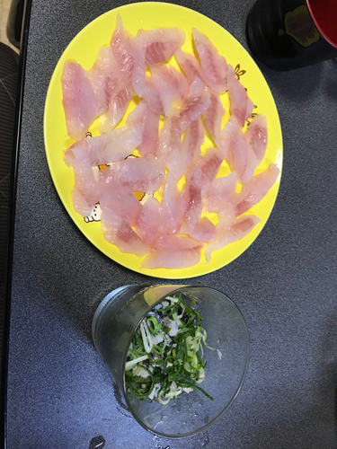 メバルの釣果