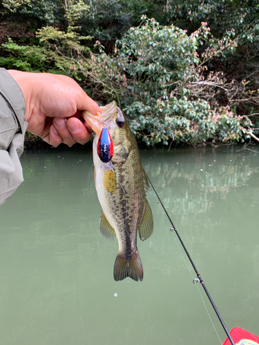 ラージマウスバスの釣果