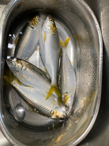 コノシロの釣果