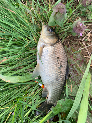 フナの釣果