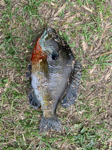 ブルーギルの釣果