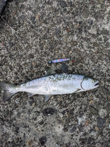 サクラマスの釣果