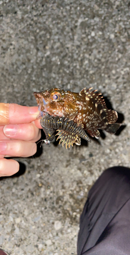 カサゴの釣果