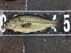 ブラックバスの釣果