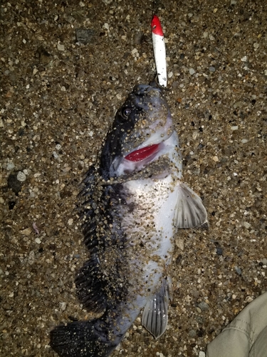 ソイの釣果