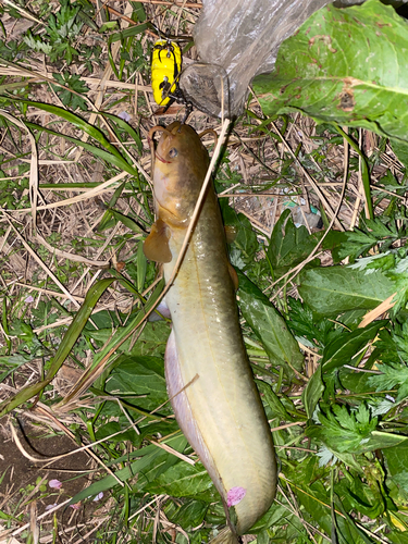 ナマズの釣果