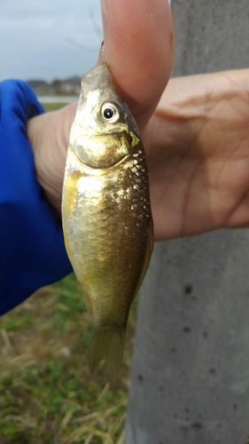 マブナの釣果