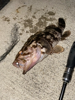 タケノコメバルの釣果