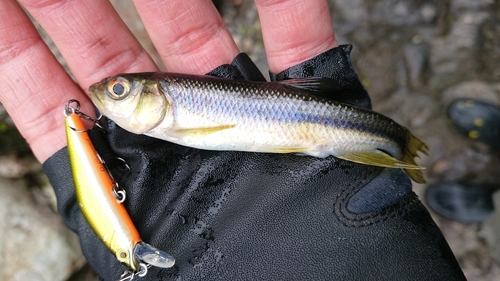 カワムツの釣果