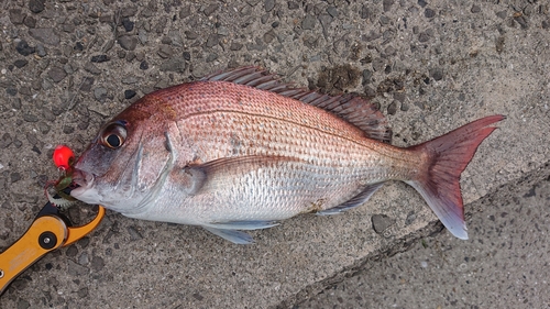 タイの釣果