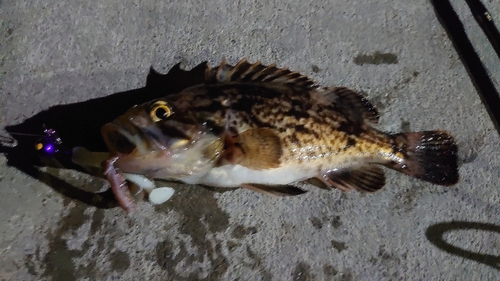 クロメバルの釣果