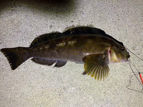 アイナメの釣果