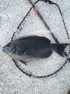 メジナの釣果